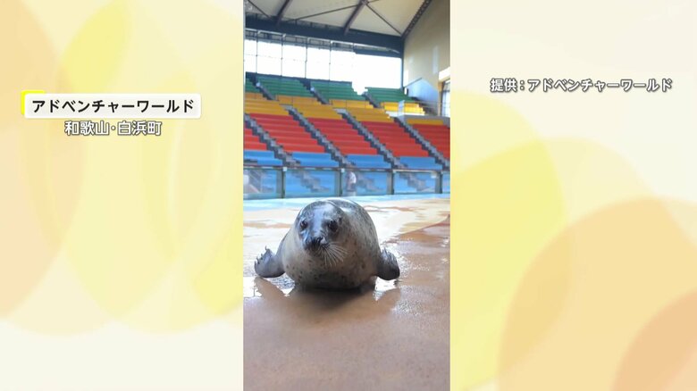 陸上を跳ねて移動するアザラシ（和歌山・白浜町のアドベンチャーワールド）
