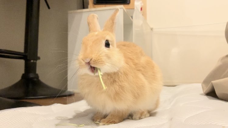 提供：げんまいとうるちさん