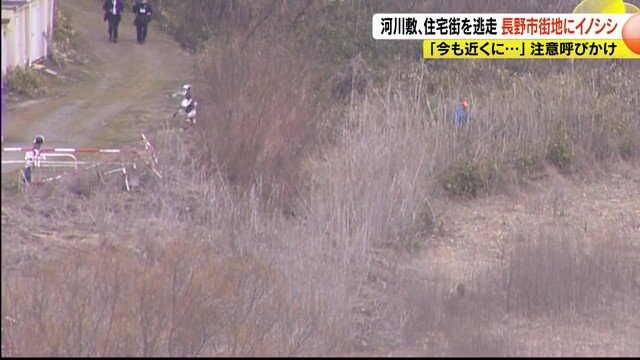 右下にイノシシ