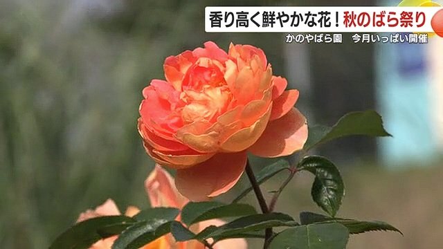 気温が低くなると色鮮やかで香り高いばらが咲く