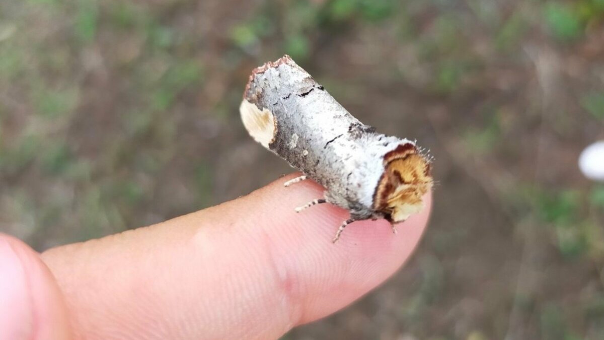 木の枝にしか見えない」擬態力が高すぎるu201c蛾u201dが話題u2026実はつぶらな瞳の 