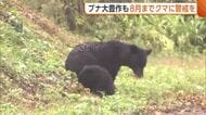 【クマ】今年は“ブナの実”大豊作も…8月ごろまで出没警戒を「エサがなく平常運転で出てくる」新潟