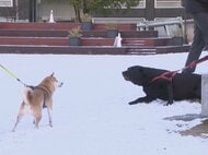 名古屋で最低気温1.1度…4日朝の東海3県は今季一番の冷え込み “初雪”を各地で観測 いずれも平年より10日以上早く