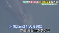 大阪・淀川の河口付近 水深約2mの浅瀬に8mのクジラ “マッコウ”か 専門家「淀川河口に現れるのは衝撃」