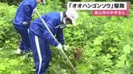 ヨモギ似のキク科の植物…特定外来生物『オオハンゴンソウ』を中学生が駆除 岐阜県高山市にも広く分布し問題に