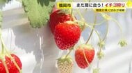 「かんだらジュワっとあふれる…」福岡市内でまだ楽しめるイチゴ狩り　甘さが濃いブランドイチゴをどうぞ　ギュッと15粒詰まったスムージーも絶品