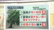 【解説】“逆走”台風15号　特に栃木県で多かった倒木の原因は？地形や風向きが影響か　台風17号も気になる予想進路