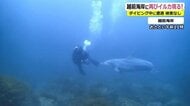 また福井の海にイルカ 夏とは別の個体か…ダイバーにまとわりつく かわいいイメージも 危険性呼びかけ