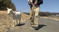 「やぎ探しています」消えた子ヤギはどこに？　牧場主の女性「捕獲檻に入っていないか…」捜索続ける