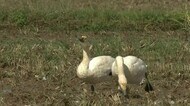 冬の使者“コハクチョウ”が飛来…長旅の疲れをいやす 富山市八尾町の田んぼ