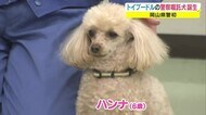 ふわふわの毛並みで大人気の“トイプードル”が…県下初「警察嘱託犬」に! 犯罪捜査で期待【岡山】