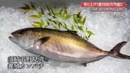 しんじょう君が応援!須崎のカンパチを救えプロジェクトが1億2千万円達成【高知】
