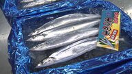 今年は“奇跡のサンマ”か　不漁続きの”秋の味覚”サンマがお手頃に　豊漁でサイズも大きく脂ものって…一方、猛暑で値上がりの魚も