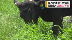 尾花沢市の牧場で牛の放牧 一方で農家は不安も 山形
