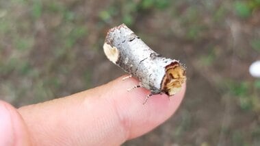 「木の枝にしか見えない」擬態力が高すぎる“蛾”が話題…実はつぶらな瞳の癒し系? 生態を聞いた