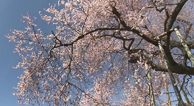 【オンラインお花見】電車とコラボ撮影できる!樹齢600年の一本桜…満開から“色がほどけていく”美しさ【福島発】