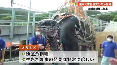 絶滅危惧種「オサガメ」発見!世界最大のカメ室戸沖で【高知】