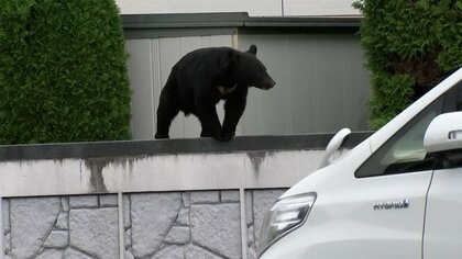 冬眠するはずの冬も“危険”…市街地でのクマ目撃相次ぐ　岩手・奥州市で通学路そばで子グマを捕獲　撃退グッズも品薄に