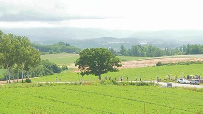 【オーバーツーリズム】マナー違反や渋滞相次ぐ観光スポット「セブンスターの木」周辺を“駐車禁止”に 農作業にも支障 1か月間で効果検証へ 北海道美瑛町