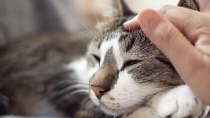 猫に噛まれた後に“リンパ節”に腫れ?それ「猫ひっかき病」の可能性も…愛猫と自分を守るために覚えておきたいこと