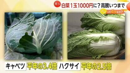 白菜1玉が“1000円”に？…キャベツ平年の3.4倍に　沖縄・名護市でキャベツ400玉窃盗被害　価格落ち着くのは4月か【ソレってどうなの？】