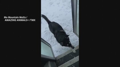 慣れた様子で犬がバスに次々と…座席は犬ばかり！行儀良く座る“犬バス”が話題　アメリカ