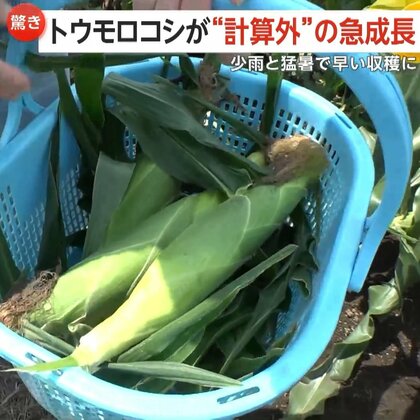 「カツオ」は脂のり抜群、トウモロコシは“計算外”の急成長　「今までの常識じゃ計れない」猛暑の影響で食材に変化？