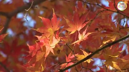 歴史的な名園らしく漂う“晩秋の風情”　「もみじまつり」開催中の津山市の鶴山公園で紅葉が見頃【岡山】