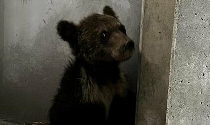 親グマとはぐれたか…衰弱した子グマを保護　旭山動物園で受け入れ　ヒグマ出没相次ぐ北海道で「命のリレー」