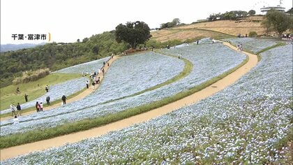 早くもGWの人も…全国的で行楽日和　マザー牧場では絶景の“青いじゅうたん”、秋田では赤ちゃんホッキョクグマの命名式