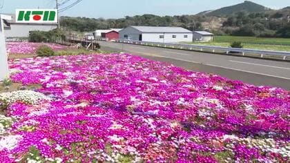 畑一面を春色に染める「花の宝石」リビングストンデイジー 五島の観光名所に続く沿道に咲き誇る