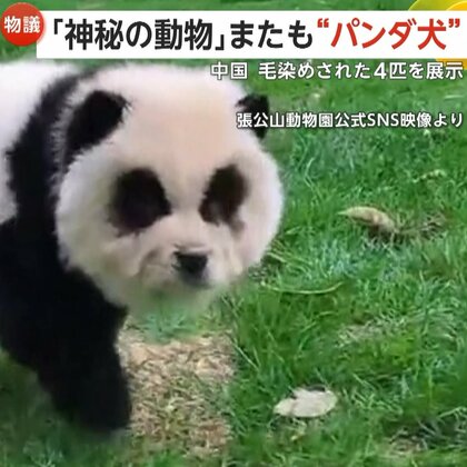 【再騒動】「これは動物虐待だ！」“パンダ犬”が中国の動物園に再び登場し論争に　苦情相次ぎ展示取りやめてペットショップに返却