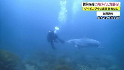 また福井の海にイルカ 夏とは別の個体か…ダイバーにまとわりつく かわいいイメージも 危険性呼びかけ