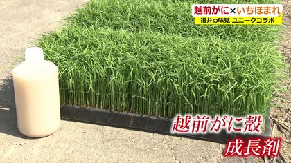 「越前がに」は米のワクチン!? 捨て殻に成長成分を新発見　廃棄から一転…ブランド米の救世主へ【福井発】