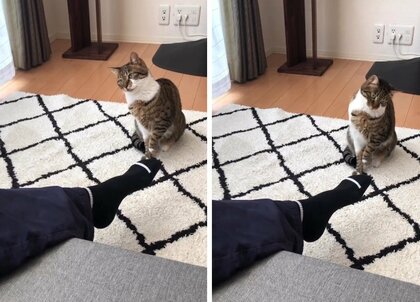 パパの足に狙いを定め…愛猫の想像超えるパワフルな“襲撃”に絶叫！ママ