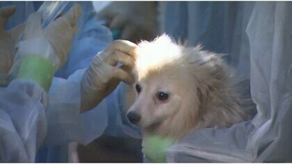 劣悪な環境で多数の犬を飼育 販売業者の元社長ら2