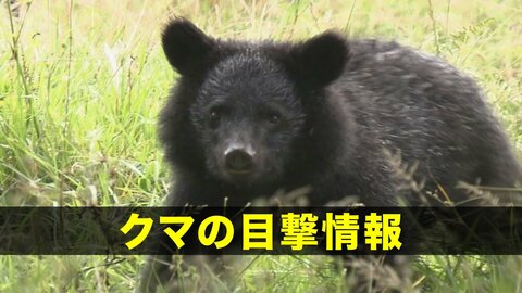 【クマ目撃情報】盛岡市三ツ割鉢ノ皮付近　岩手県「ツキノワグマの出没に関する注意報」発表中