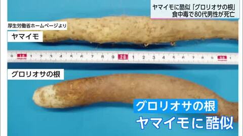 観葉植物「グロリオサ」の根による食中毒 小林市の80代男性が死亡