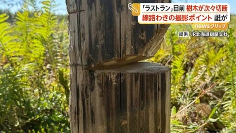 線路脇の撮影スポットで樹木切断　列車撮るため何者かが伐採か　「安全運行に支障きたす」JR北海道が被害届を検討