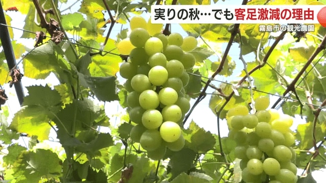 例年以上の豊作だが…