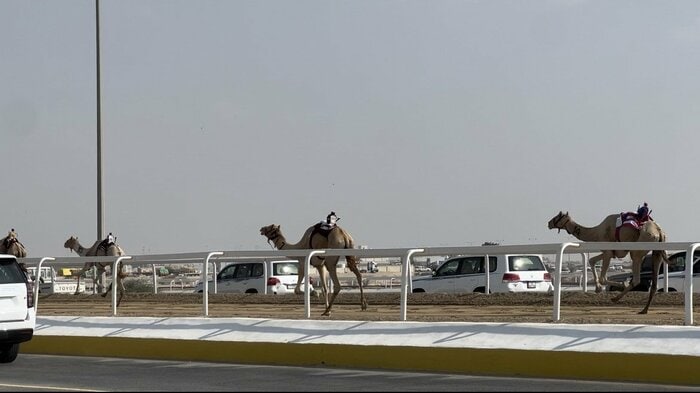 ラクダレース 観光客は車で並走する 時速は30キロほど