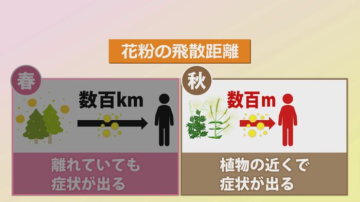 花粉の飛散距離は植物によって違う