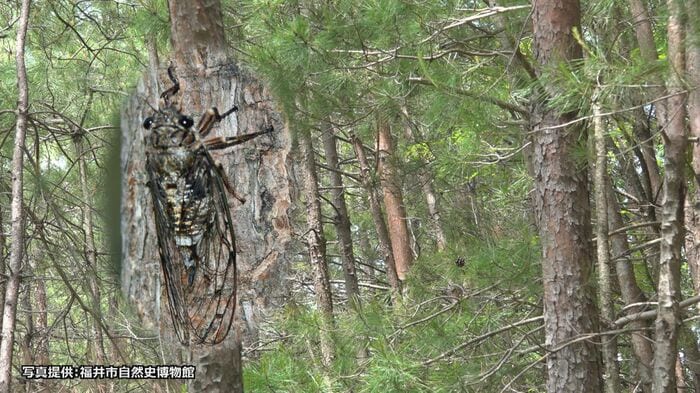 ハルゼミの季節が終わると本格的な夏に…