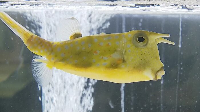 コンゴウフグ（別名・トナカイフグ）