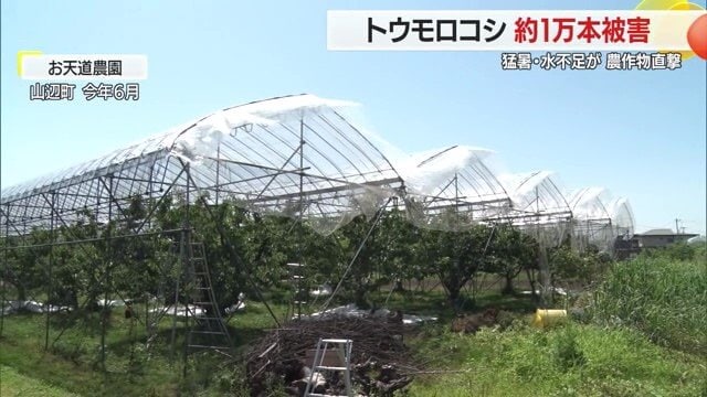 2025年6月に取材した山辺町・お天道農園のサクランボ畑