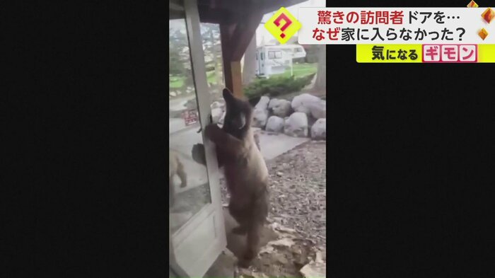 窓を叩く音に反応し、こちらに顔を向けるクマ(Kari Bumgarner via TMX)