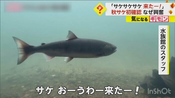 (サケのふるさと千歳水族館)