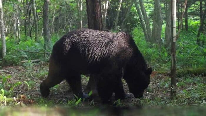 次々とウシを襲った「OSO18」(資料)