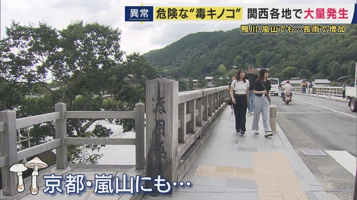 嵐山でもキノコ