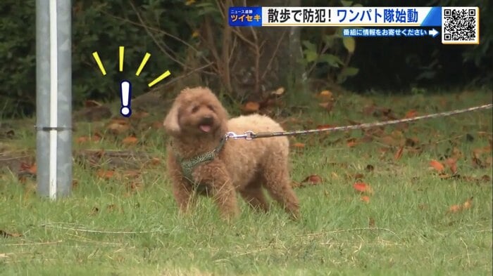 コロ助隊員が異変を発見!?